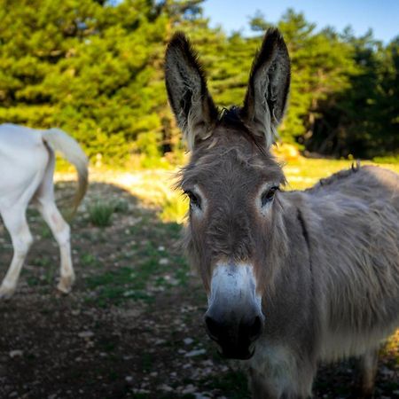 A Ventoux Yourte Monieux エクステリア 写真